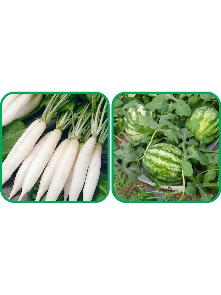     			Aero Seeds Watermelon ( 30 Seeds) And Radish White Long (100 Seeds) Vegetable Seeds Pack