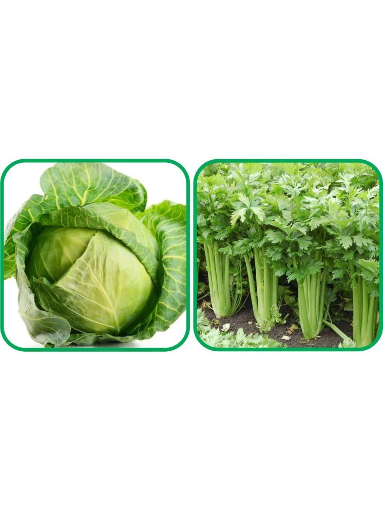     			Aero Seeds Celery ( 100 Seeds) And Cabbage ( 50 Seeds) Vegetable Seeds Pack