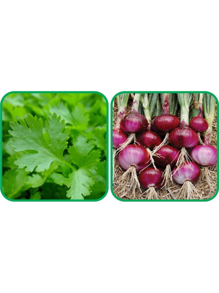     			Aero Seeds Red Onion ( 200 Seeds) And Parsley ( 100 Seeds) Vegetable Seeds Pack