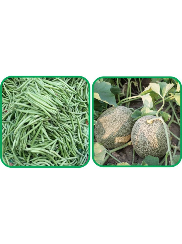     			Aero Seeds Muskmelon ( 30 Seeds) And French Beans ( 30 Seeds) Vegetable Seeds Pack