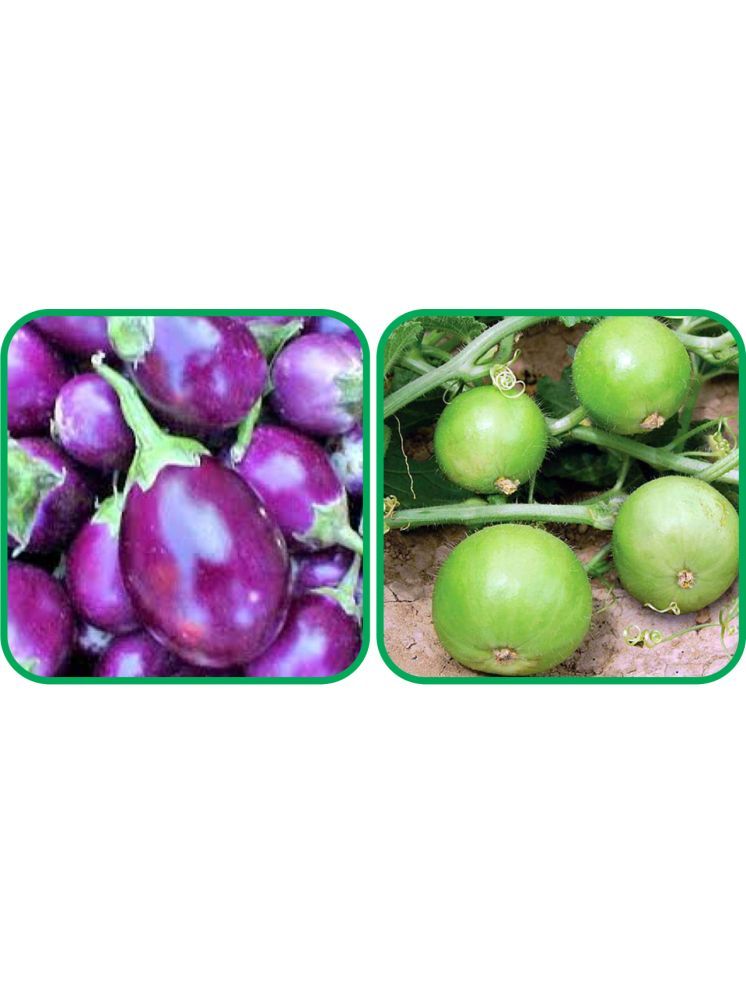     			Aero Seeds Tinda ( 30 Seeds) And Brinjal Purple Round ( 30 Seeds) Vegetable Seeds Pack