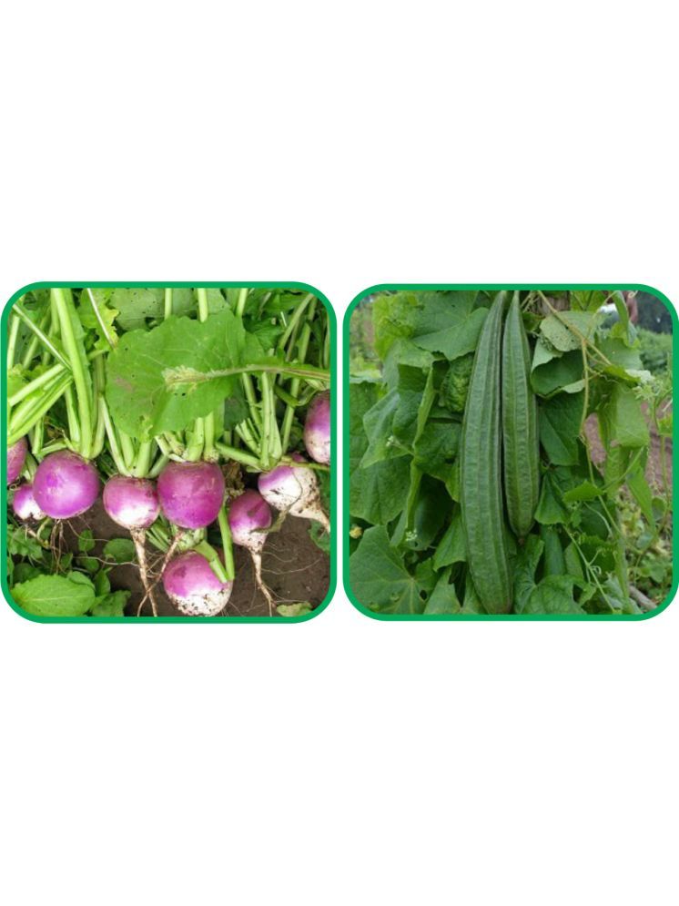     			Aero Seeds Ridge Gourd (30 Seeds) And Turnip ( 100 Seeds) Vegetable Seeds Pack