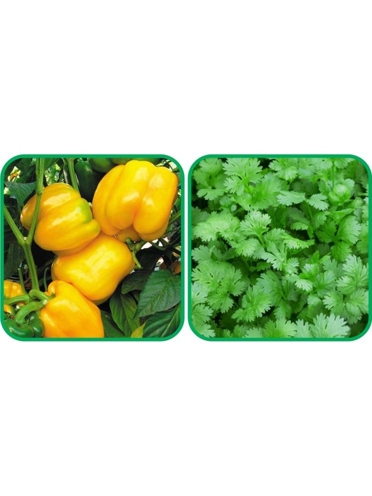     			Aero Seeds Coriander (200 Seeds) And Capsicum Yellow ( 30 Seeds) Vegetable Seeds Pack