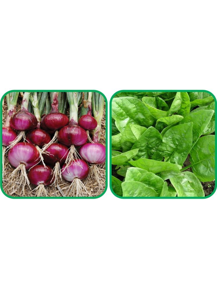     			Aero Seeds Mustard (200 Seeds And Red Onion ( 200 Seeds) Vegetable Seeds Pack