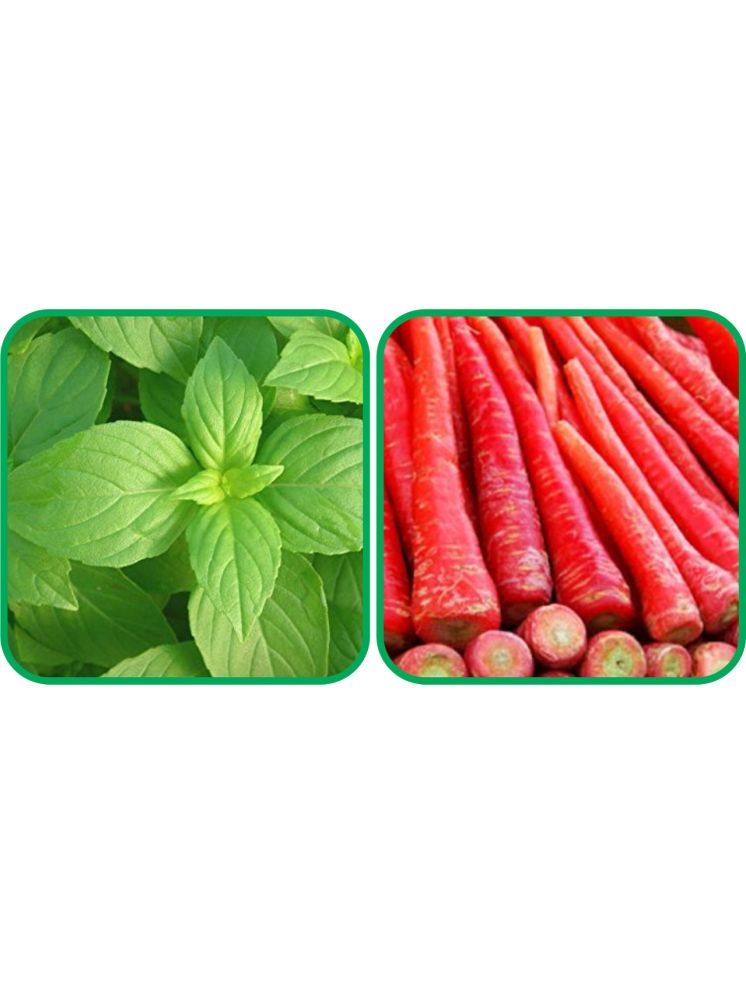     			Aero Seeds Redish Red ( 100 Seeds) And Lemon Basil ( 100 Seeds) Vegetable Seeds Pack