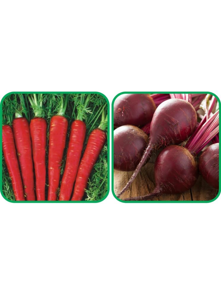     			Aero Seeds Beetroot ( 100 Seeds) And Red Carrot ( 200 Seeds) Vegetable Seeds Pack