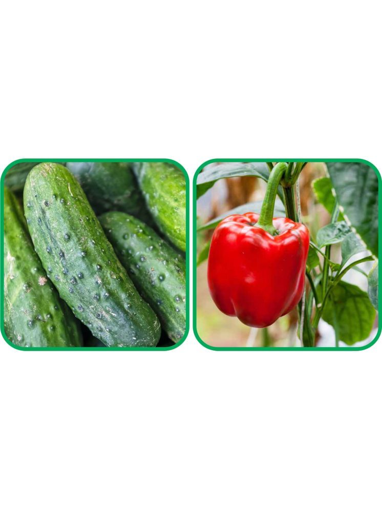     			Aero Seeds Capsicum Red ( 30 Seeds) And Cucumber ( 30 Seeds) Vegetable Seeds Pack