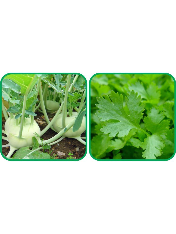     			Aero Seeds Parsley ( 100 Seeds) And Knol Khol ( 50 Seeds) Vegetable Seeds Pack