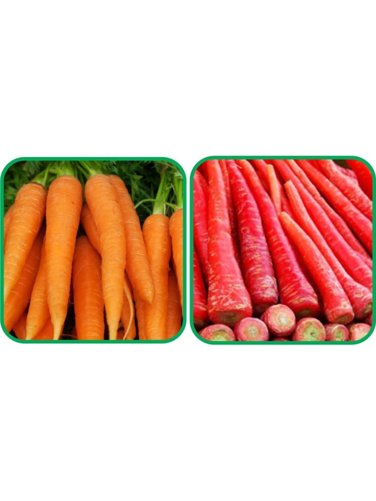     			Aero Seeds Redish Red ( 100 Seeds) And English Carrot ( 100 Seeds) Vegetable Seeds Pack