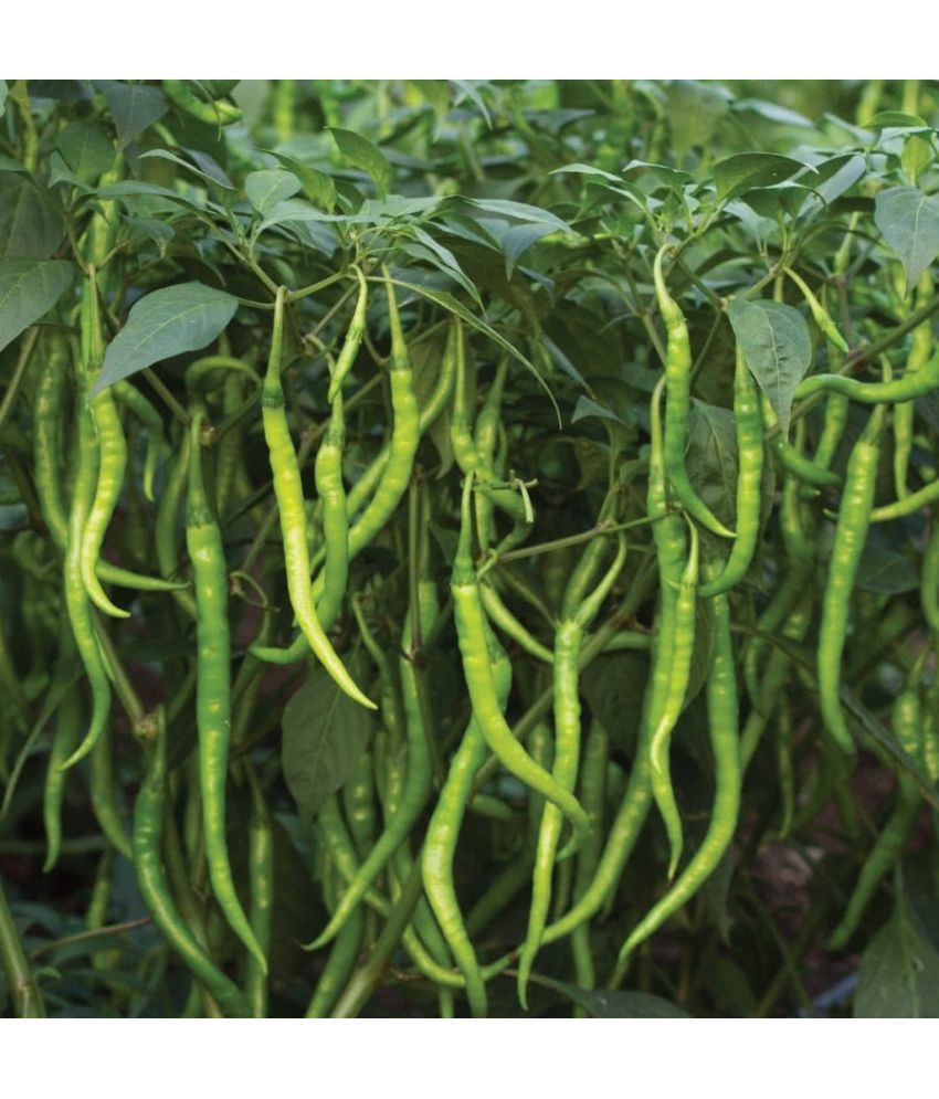     			Jignisha Seeds Hybrid Green Chilli Vegetable ( 50 Seeds )