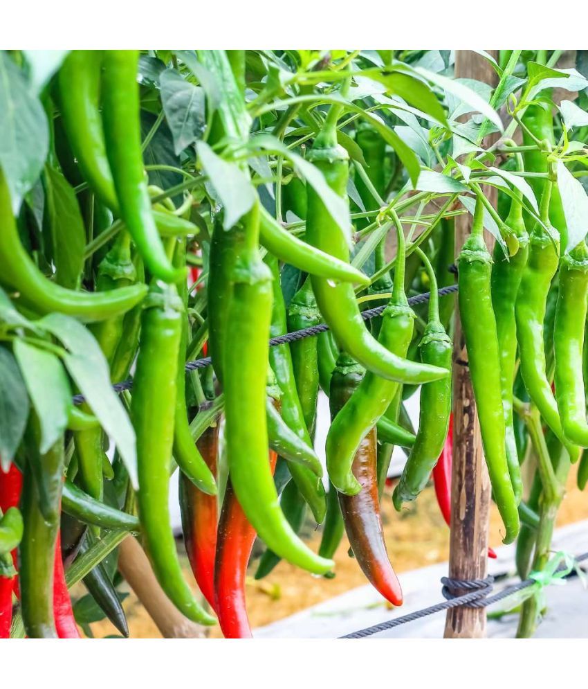     			Jignisha Seeds Hybrid Green Chilli Vegetable ( 50 Seeds )