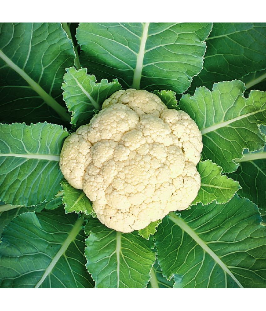     			Jignisha Seeds Organic Full / Fool Gobi Vegetable ( 100 Seeds )