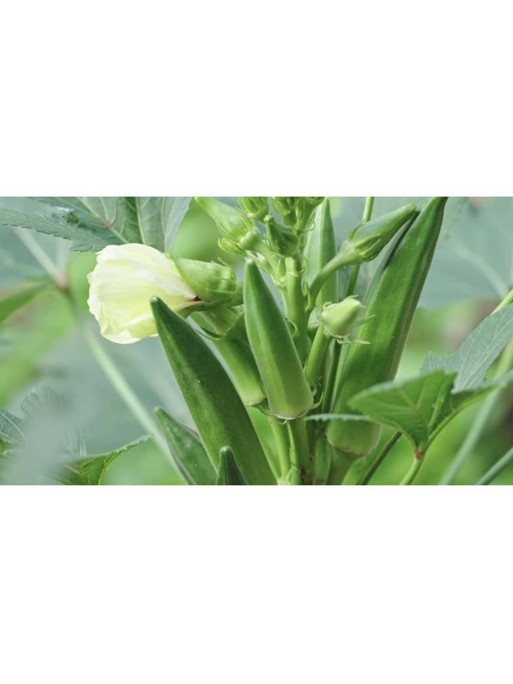     			JAPURA Hybrid Okra Vegetable ( 100 Seeds )