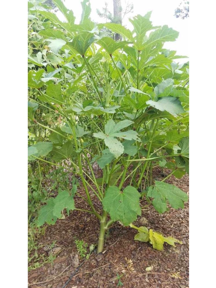     			JAPURA Organic Okra Vegetable ( 100 Seeds )