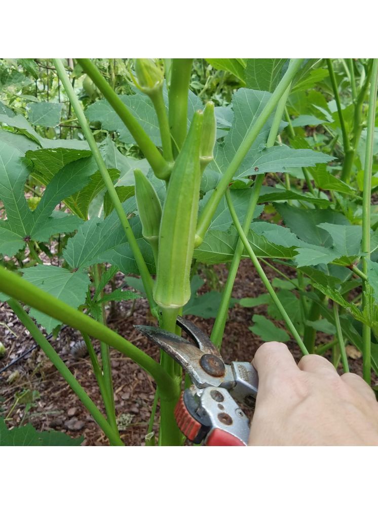     			JAPURA Organic Okra Vegetable ( 100 Seeds )