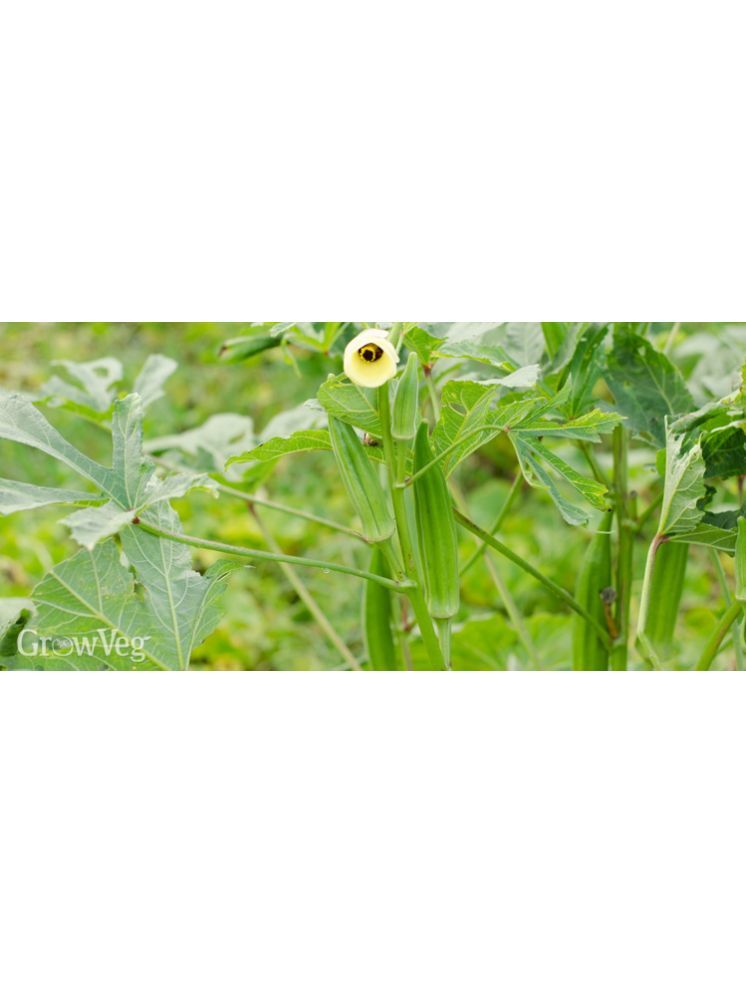     			JAPURA Organic Okra Vegetable ( 100 Seeds )