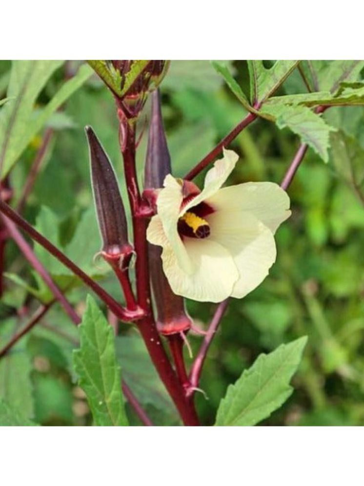     			JAPURA Red Bhindi Vegetable ( 30 Seeds )