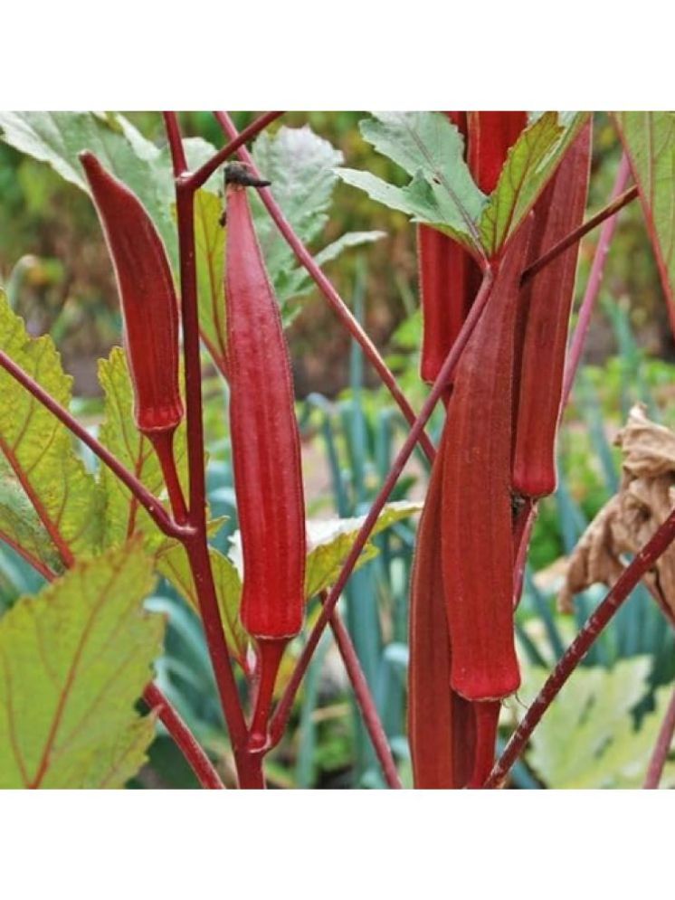     			JAPURA Red Bhindi Vegetable ( 30 Seeds )