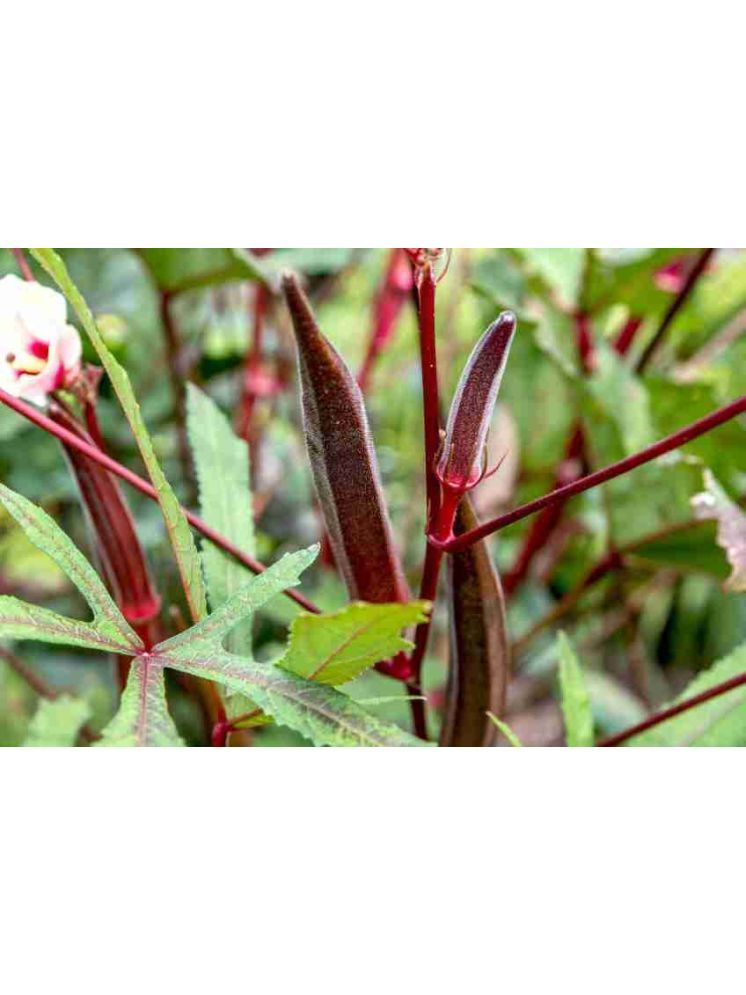     			JAPURA Red Bhindi Vegetable ( 30 Seeds )