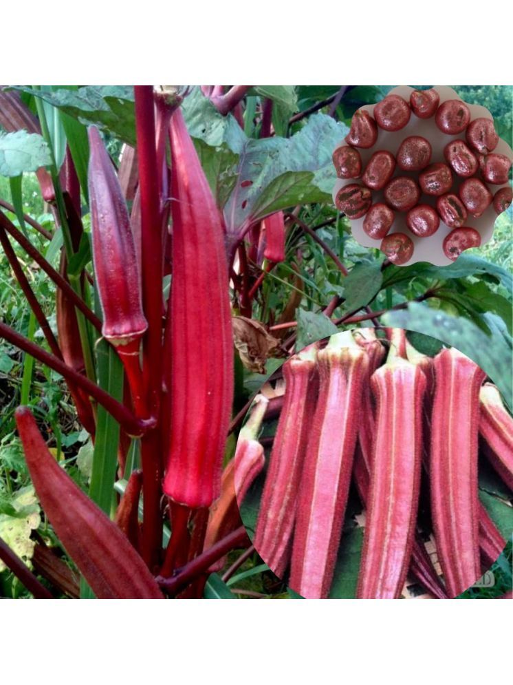     			JAPURA Red Lady Finger Vegetable ( 30 Seeds )