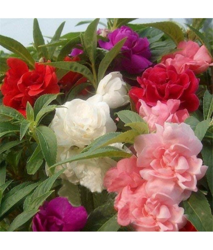     			Vedhahi Balsam Mixed Flower ( 30 Seeds )