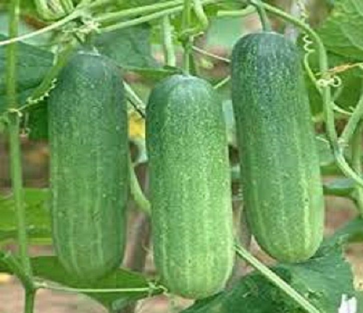     			Vedhahi Organic Green Cucumber Vegetable ( 40 Seeds )