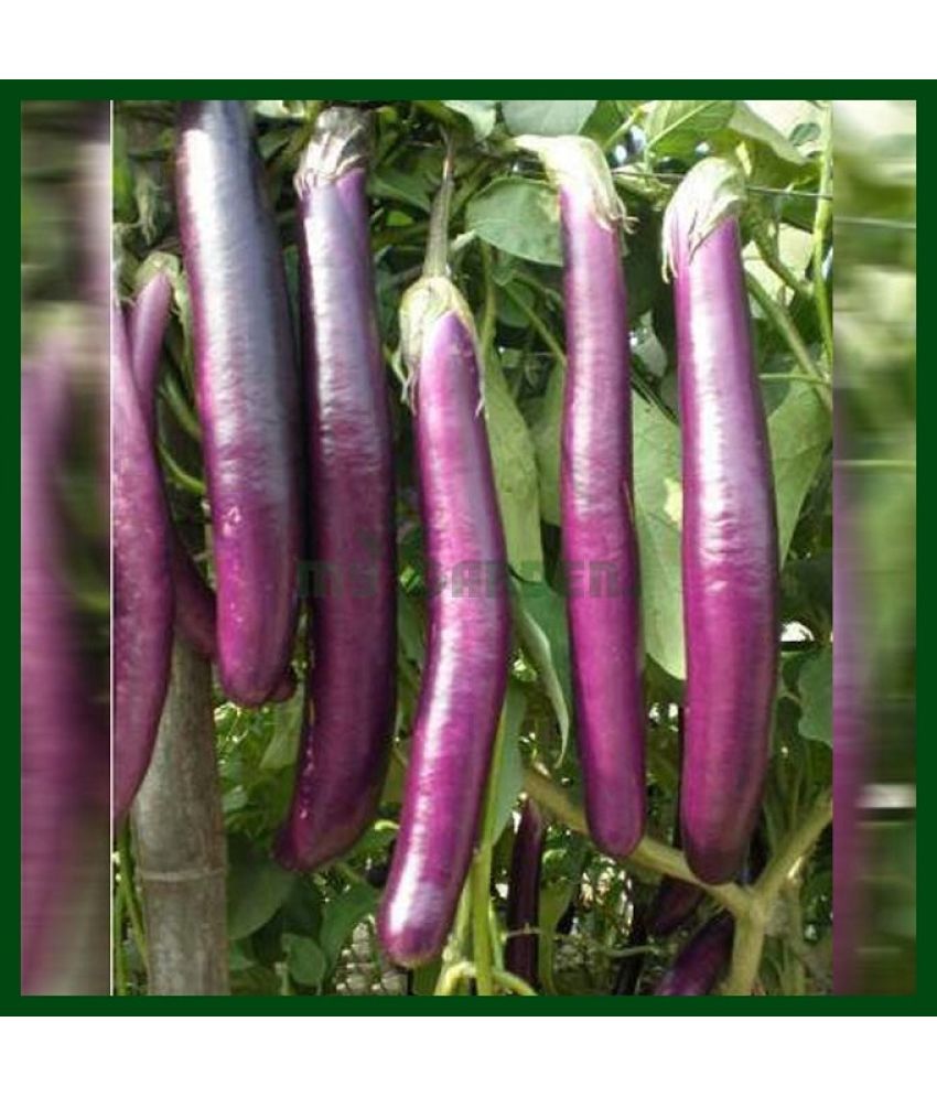     			Vedhahi Purple Long Brinjal Vegetable ( 20 Seeds )