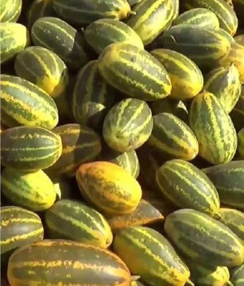     			Jignisha Seeds Hybrid Cucumber Vegetable ( 30 Seeds )