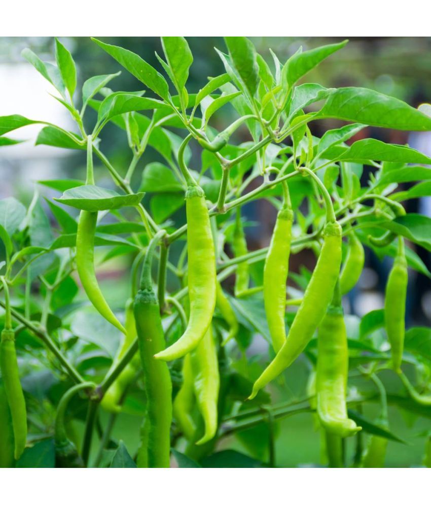     			Jignisha Seeds Organic Green Chilli Vegetable ( 50 Seeds )