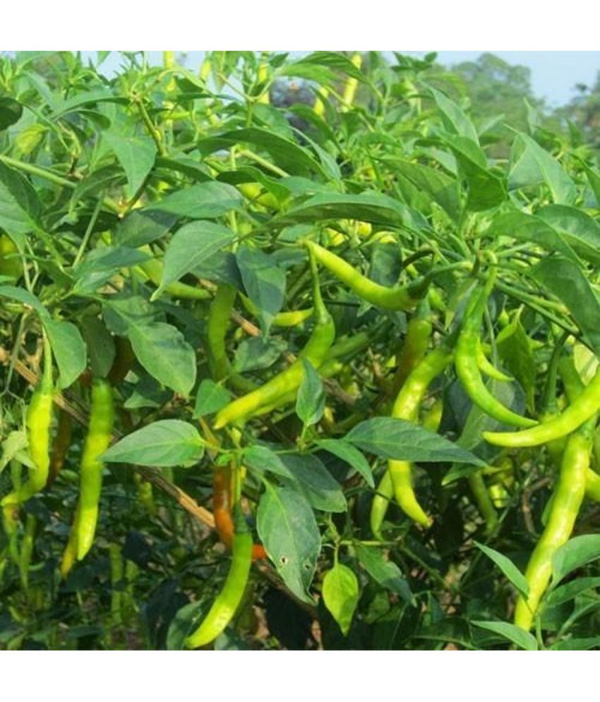     			Jignisha Seeds Organic Green Chilli Vegetable ( 50 Seeds )