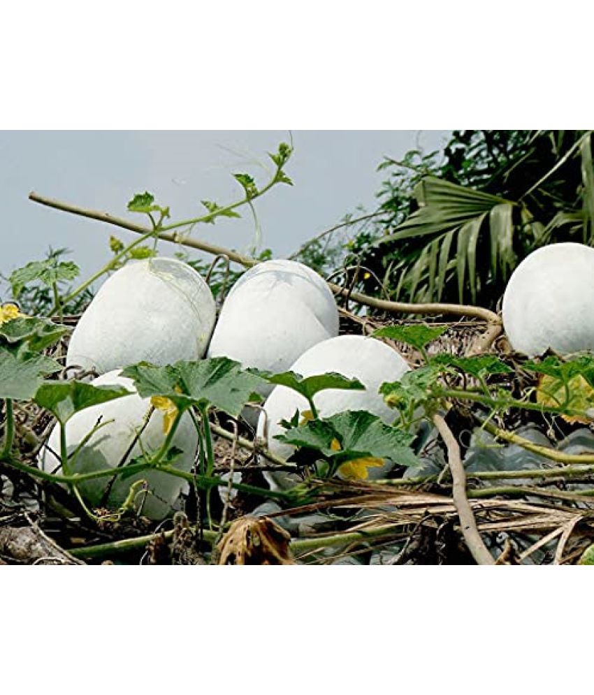     			Vedhahi Ash Gourd Vegetable ( 100 Seeds )