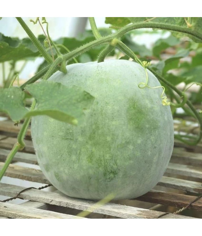     			Vedhahi Ash Gourd Vegetable ( 70 Seeds )