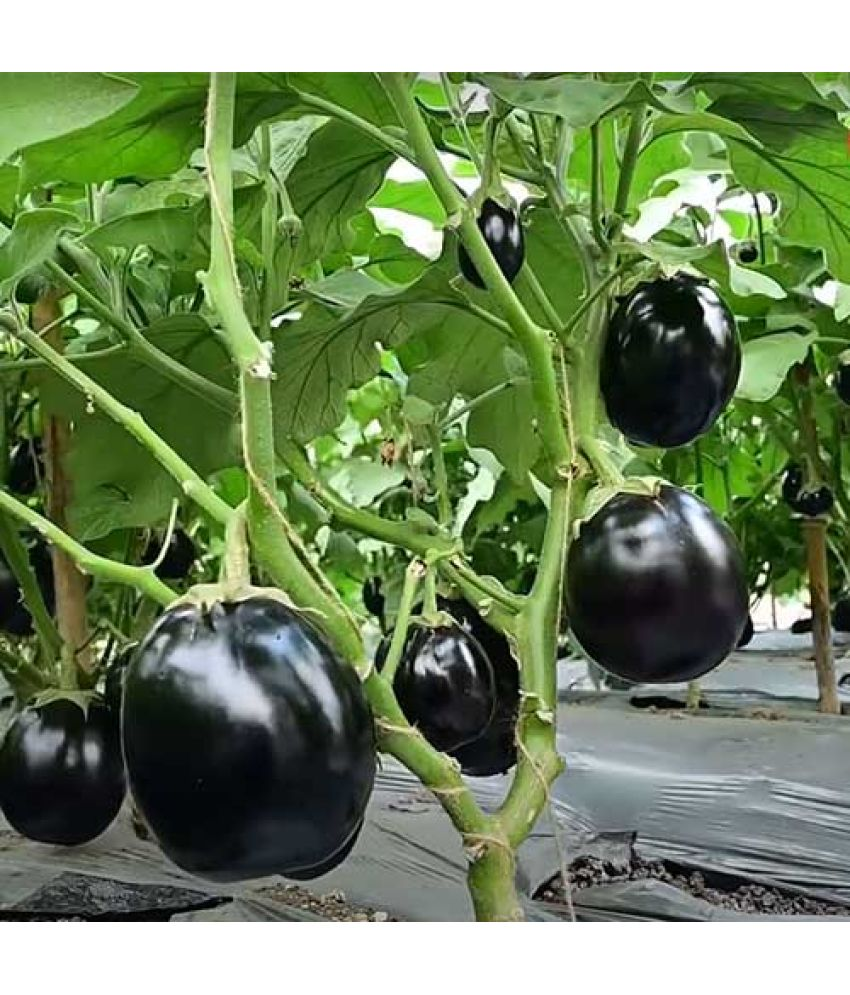     			Vedhahi Hybrid Brinjal Vegetable ( 70 Seeds )