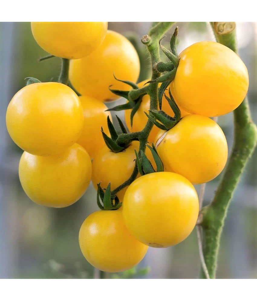     			Vedhahi Hybrid Yellow Cherry Tomato Vegetable ( 20 Seeds )