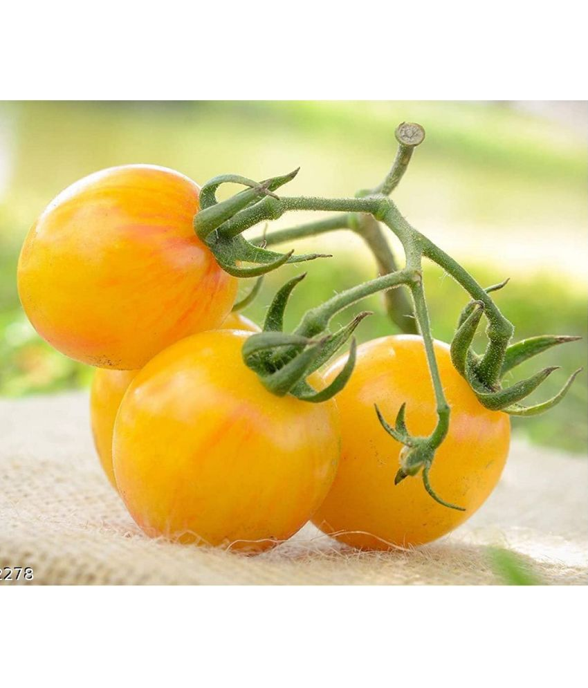     			Vedhahi Hybrid Yellow Cherry Tomato Vegetable ( 30 Seeds )