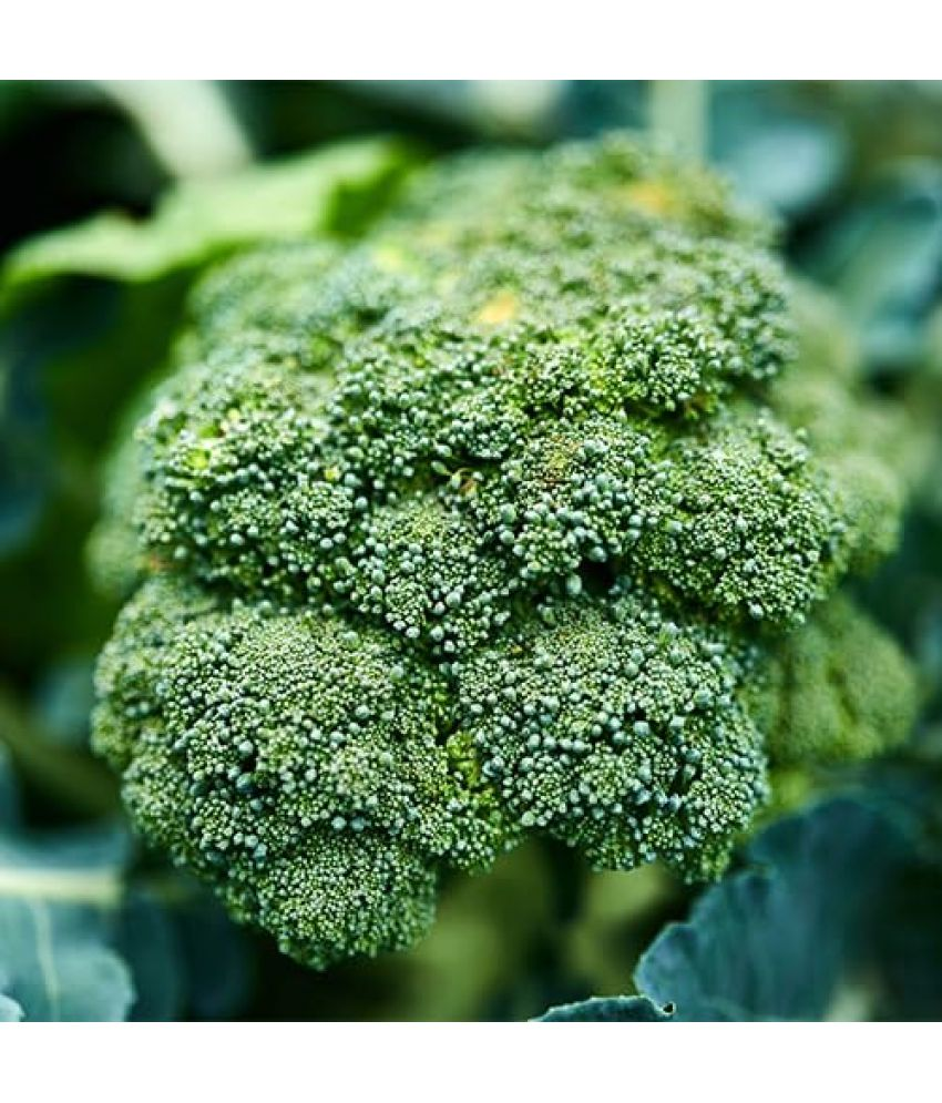     			Vedhahi Organic Broccoli Vegetable ( 10 Seeds )