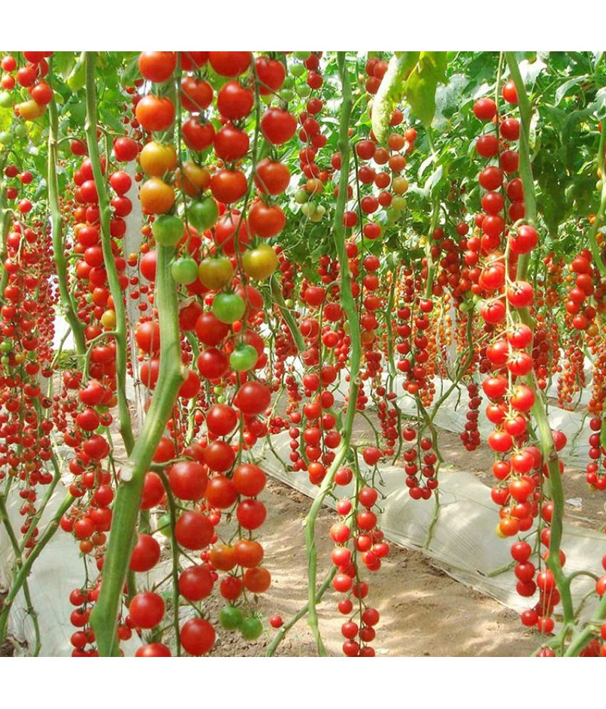     			Vedhahi Organic Red Cherry Tomato Vegetable ( 20 Seeds )