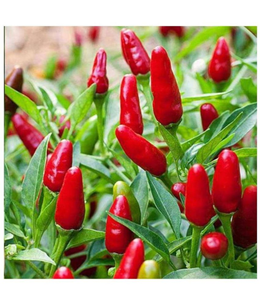     			Vedhahi Red chilli Vegetable ( 100 Seeds )