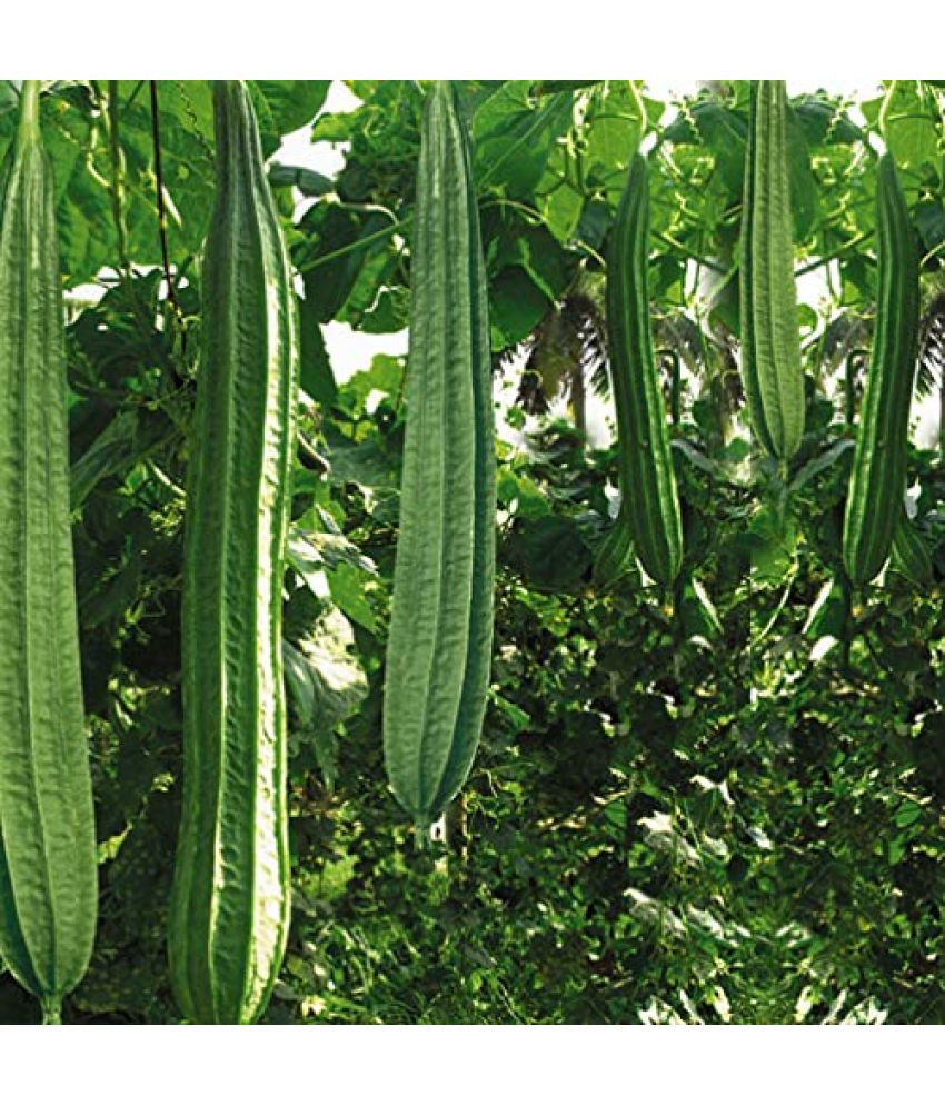     			Vedhahi Ridge Gourd (Toree) Vegetable ( 15 Seeds )