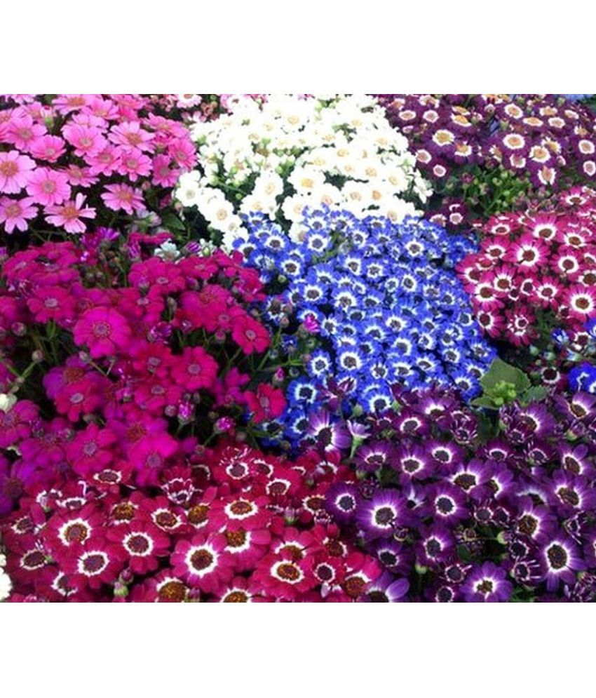     			LiveNature Mixed Flower ( 100 Seeds )