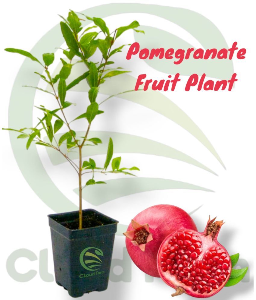     			Cloud Farm Outdoor Fruit Plant ( Pack of 1 )