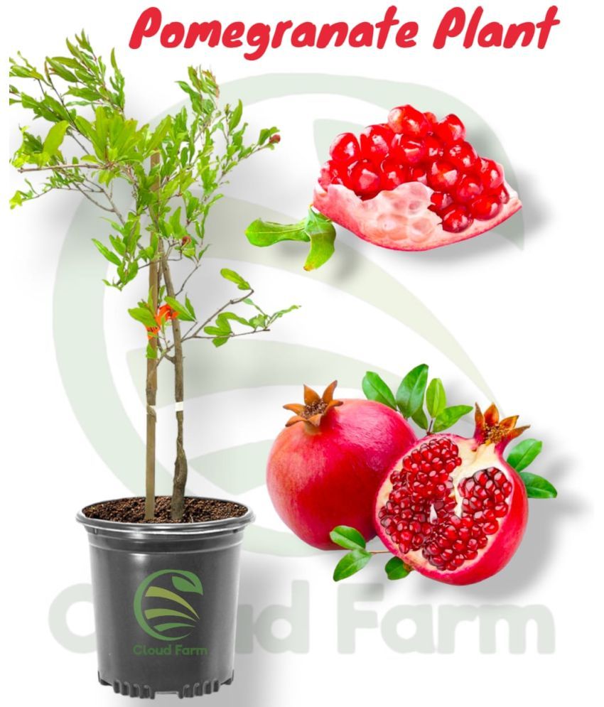     			Cloud Farm Outdoor Fruit Plant ( Pack of 1 )