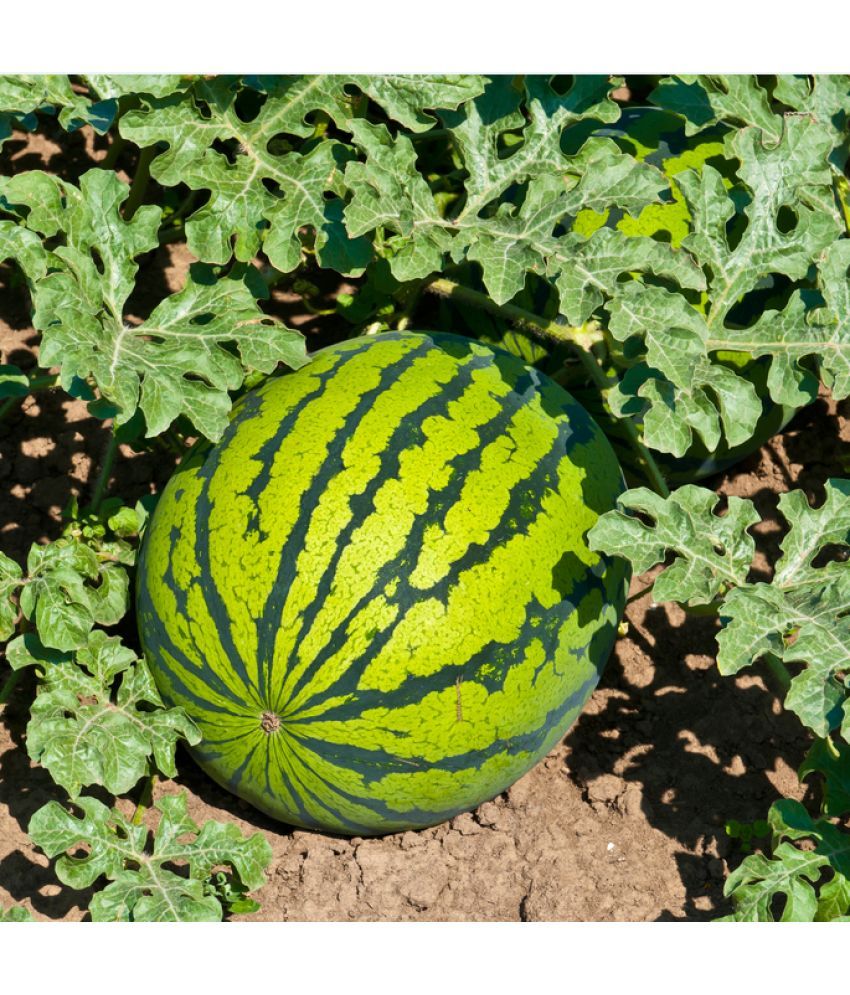     			Jignisha Seeds Green Watermelon Fruit ( 10 Seeds )