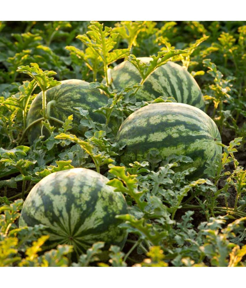     			Jignisha Seeds Green Watermelon Fruit ( 10 Seeds )