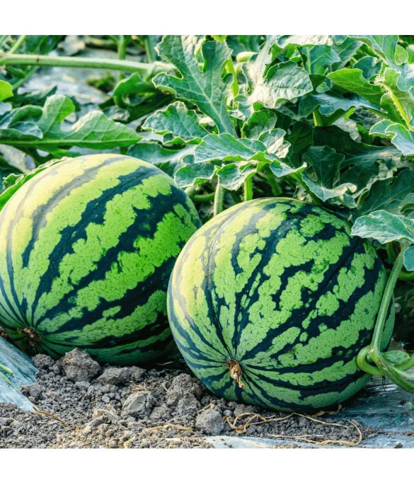     			Jignisha Seeds Green Watermelon Fruit ( 10 Seeds )