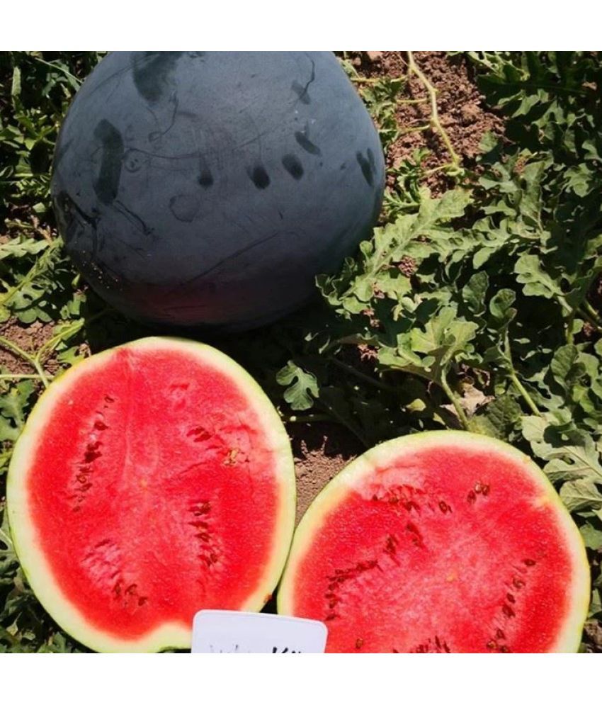     			Jignisha Seeds Hybrid Black Watermelon Fruit ( 10 Seeds )