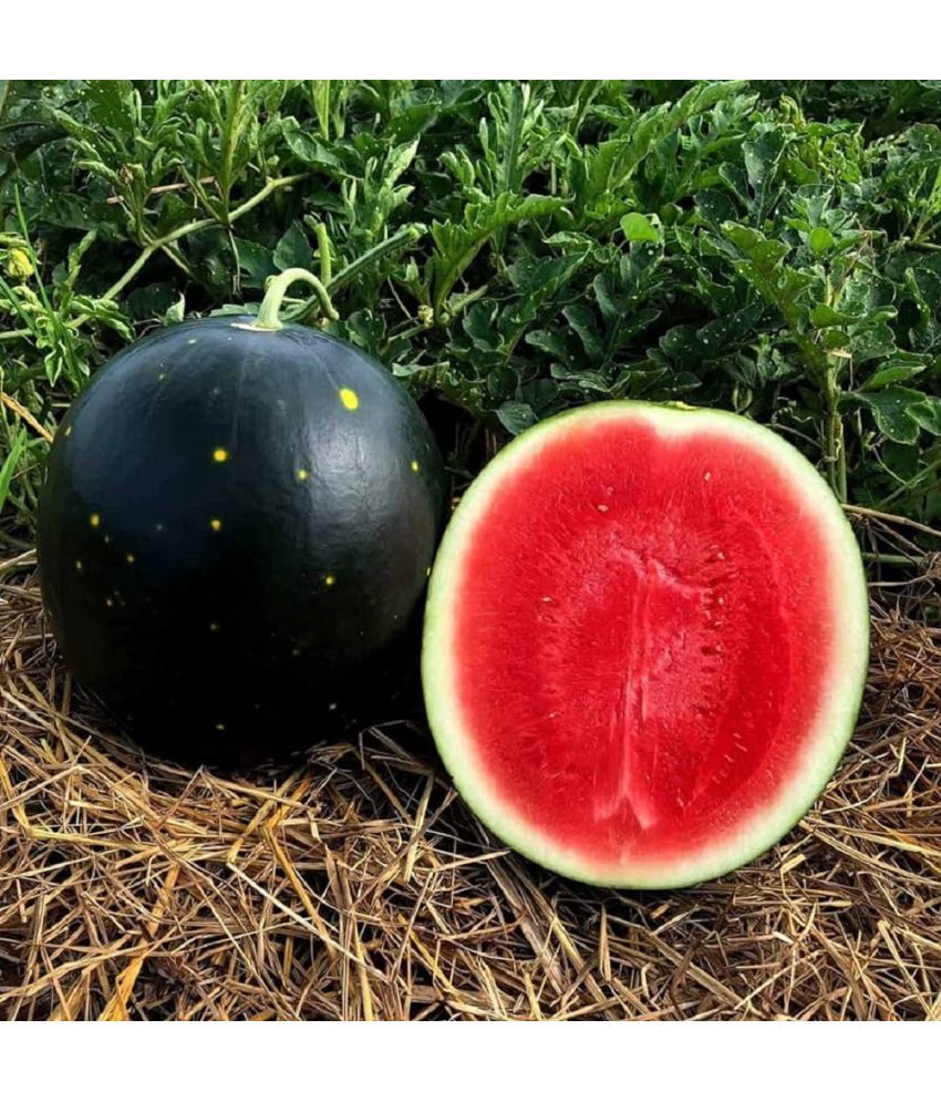     			Jignisha Seeds Organic Black Watermelon Fruit ( 10 Seeds )