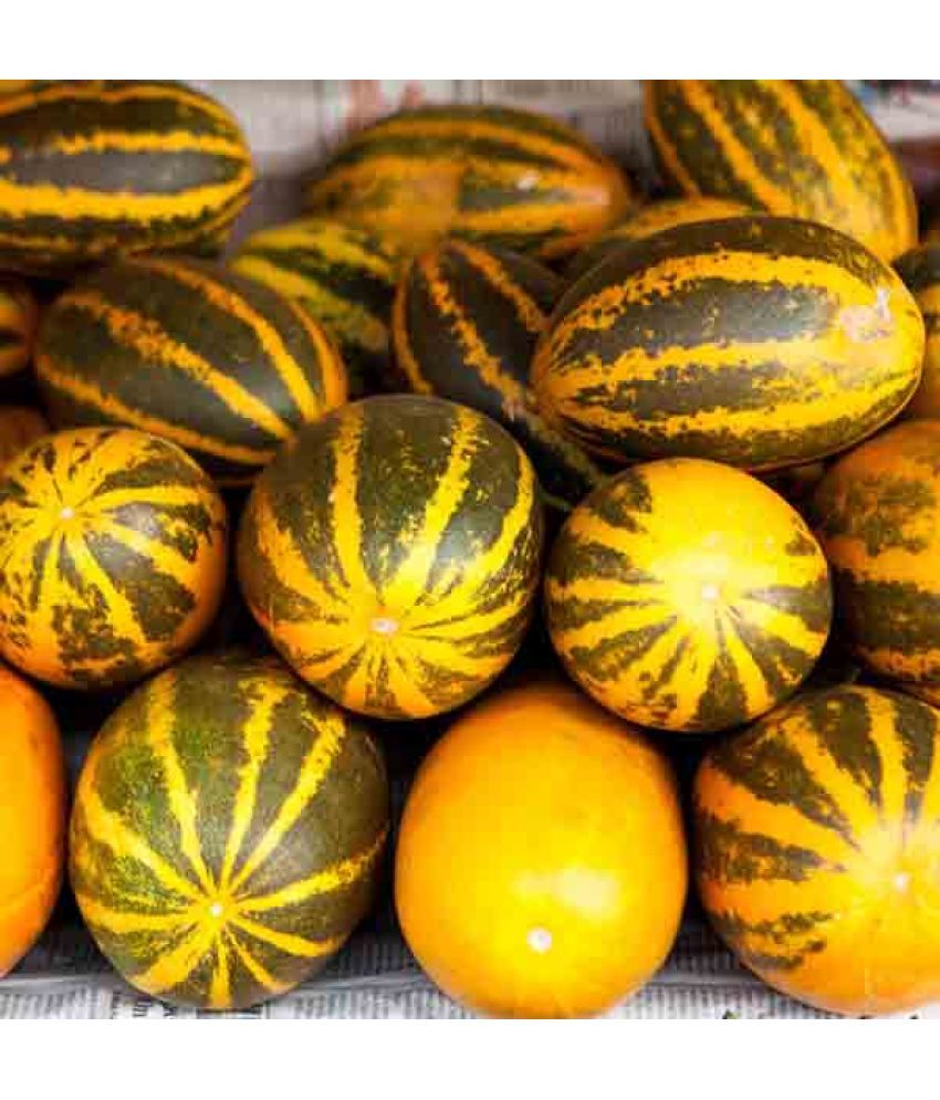     			Jignisha Seeds Hybrid Madras Cucumber Vegetable ( 30 Seeds )