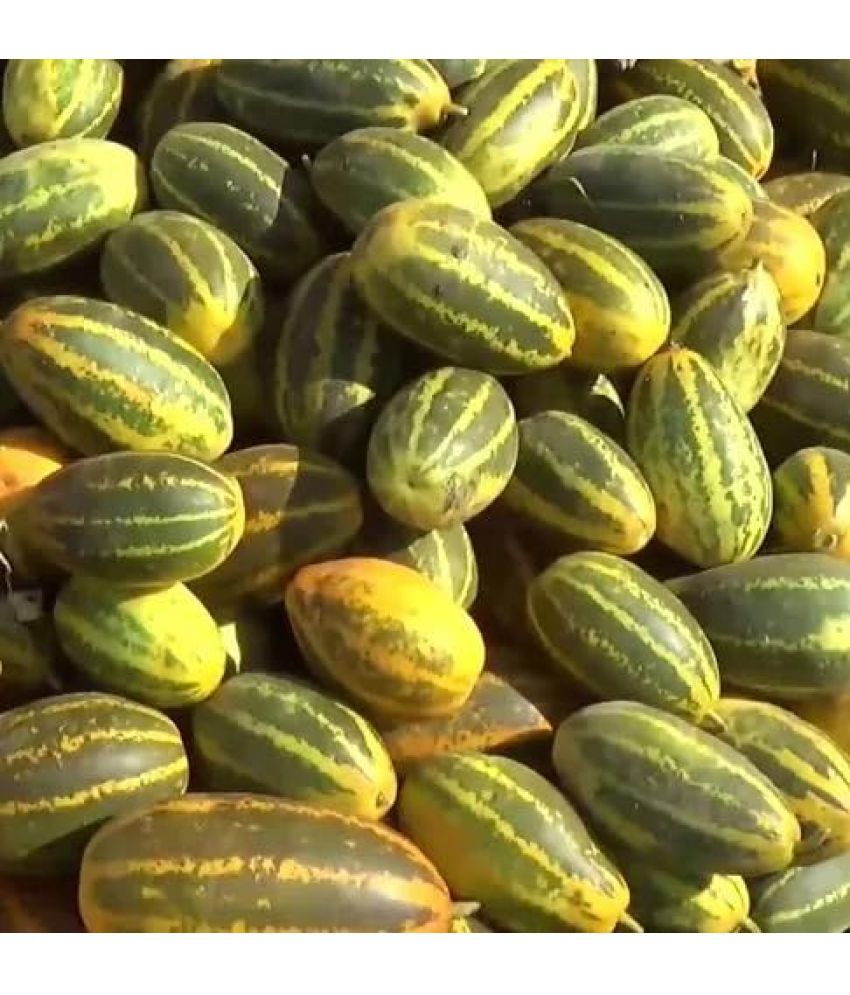     			Jignisha Seeds Hybrid Madras Cucumber Vegetable ( 30 Seeds )