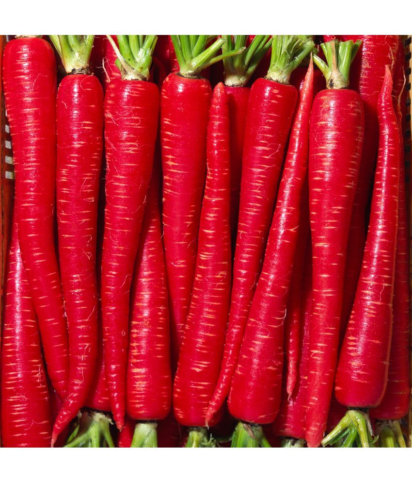     			Jignisha Seeds Hybrid Red Carrot Vegetable ( 50 Seeds )